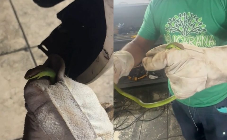 Homem de luva de pano segurando cobra verde que foi tirada de dentro do motor do carro