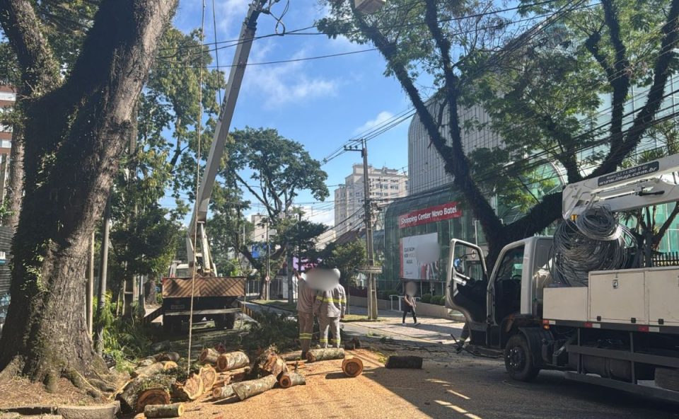 Agentes da prefeitura removendo a árvore que deixou a rua Coronel Dulcídio bloqueada