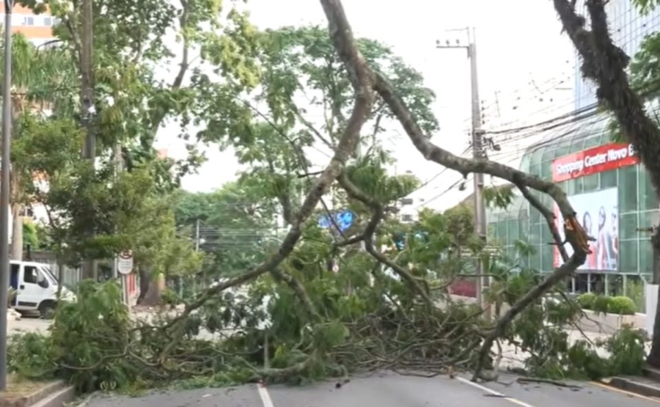 Árvore caída na rua Coronel Dulcídio em frente ao Shopping Novo Batel; rua bloqueada