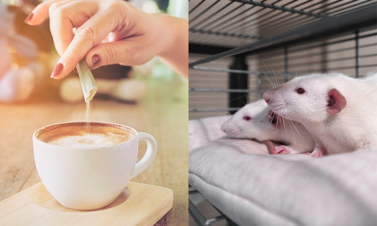Mão adicionando adoçante em uma xícara de café ao lado de camundongos em laboratório.