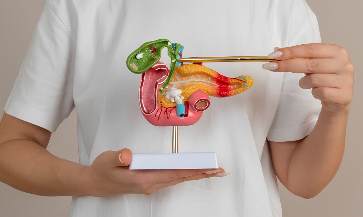 Modelo anatômico do pâncreas sendo apontado por profissional de saúde, ilustrando estudo sobre câncer de pâncreas
