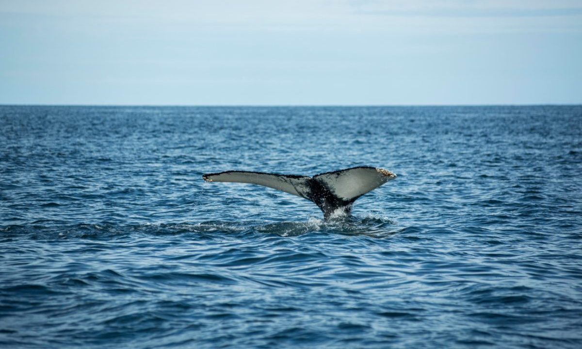 Foto de baleia em oceano; imagem utilizada para ilustrar matéria sobre o efeito das fezes da baleia na vida marinha