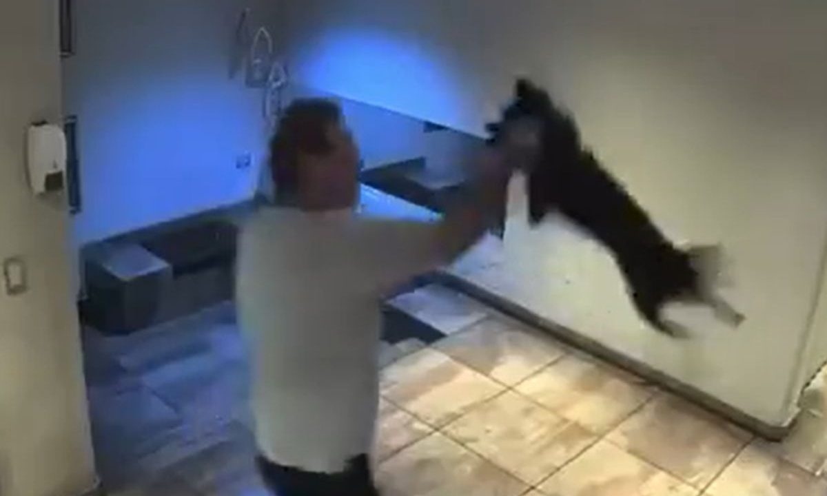 Homem é flagrado por câmera de segurança agredindo cachorro em saguão de prédio na Argentina