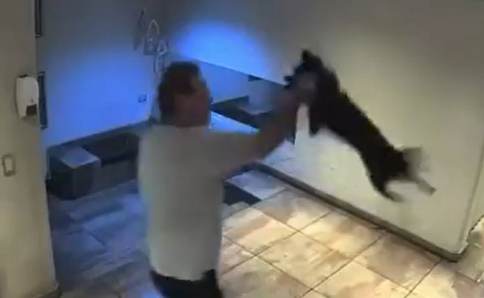 Homem é flagrado por câmera de segurança agredindo cachorro em saguão de prédio na Argentina