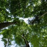 Foto ilustrativa mostra emaranhado de árvores com folhas verdes, em alusão ao caso do homem que caiu de uma e fraturou a coluna cervical no Paraná