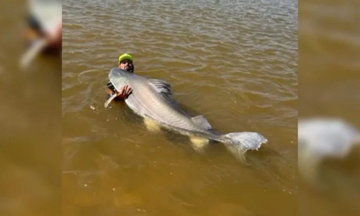 Imagem mostra o peixe piraíba na água junto com o pescador, no Rio Araguaia. O peixe tem quase dois metros de cumprimento. O homem segura o peixe pela cabeça.