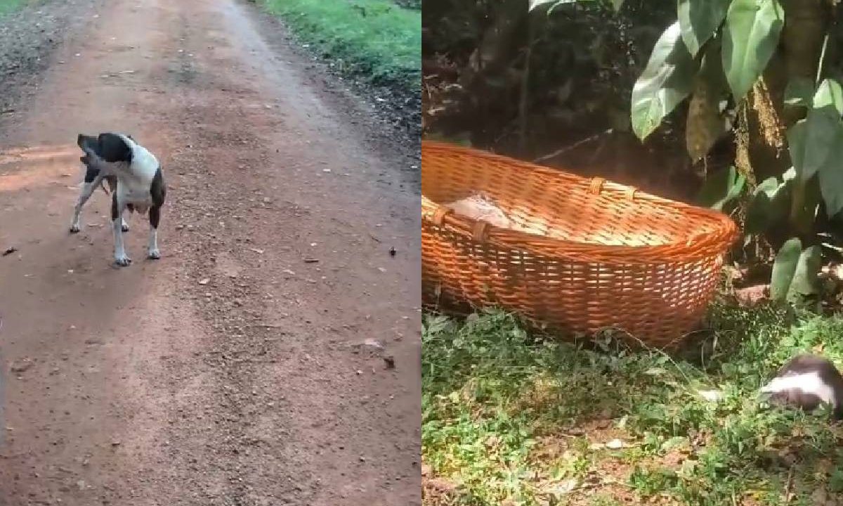 Foto mostra pitbull abandonada e filhotes