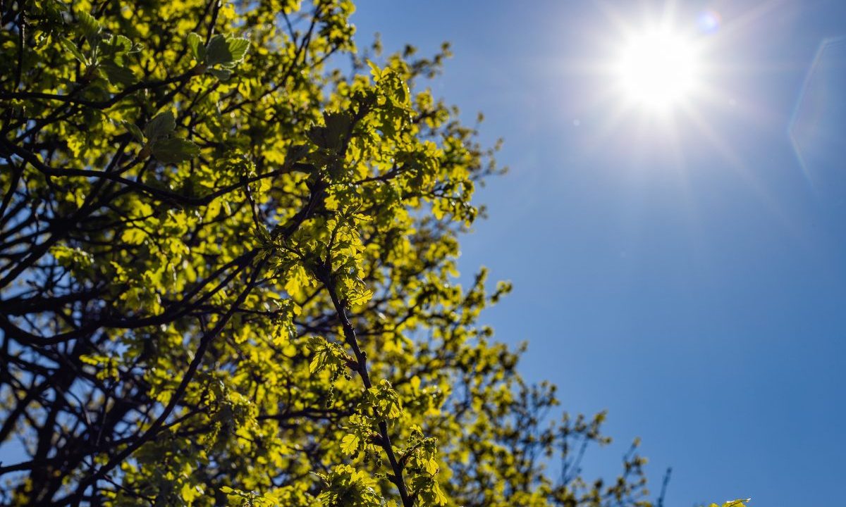 Foto ilustrativa para a previsão do tempo em Curitiba nesta quinta-feira. O céu está azul e o sol está raiando. Há uma árvore verde.