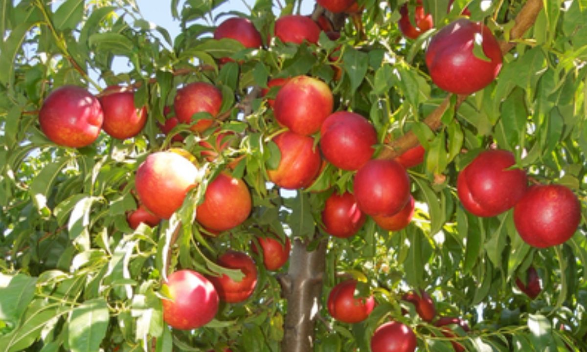 Foto da necdativa, produto que causou a multa ao produtor rural