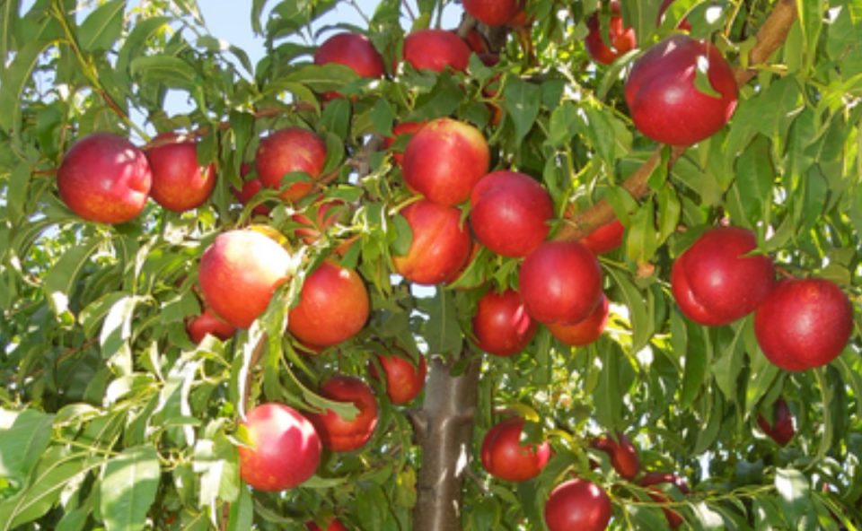 Foto da necdativa, produto que causou a multa ao produtor rural