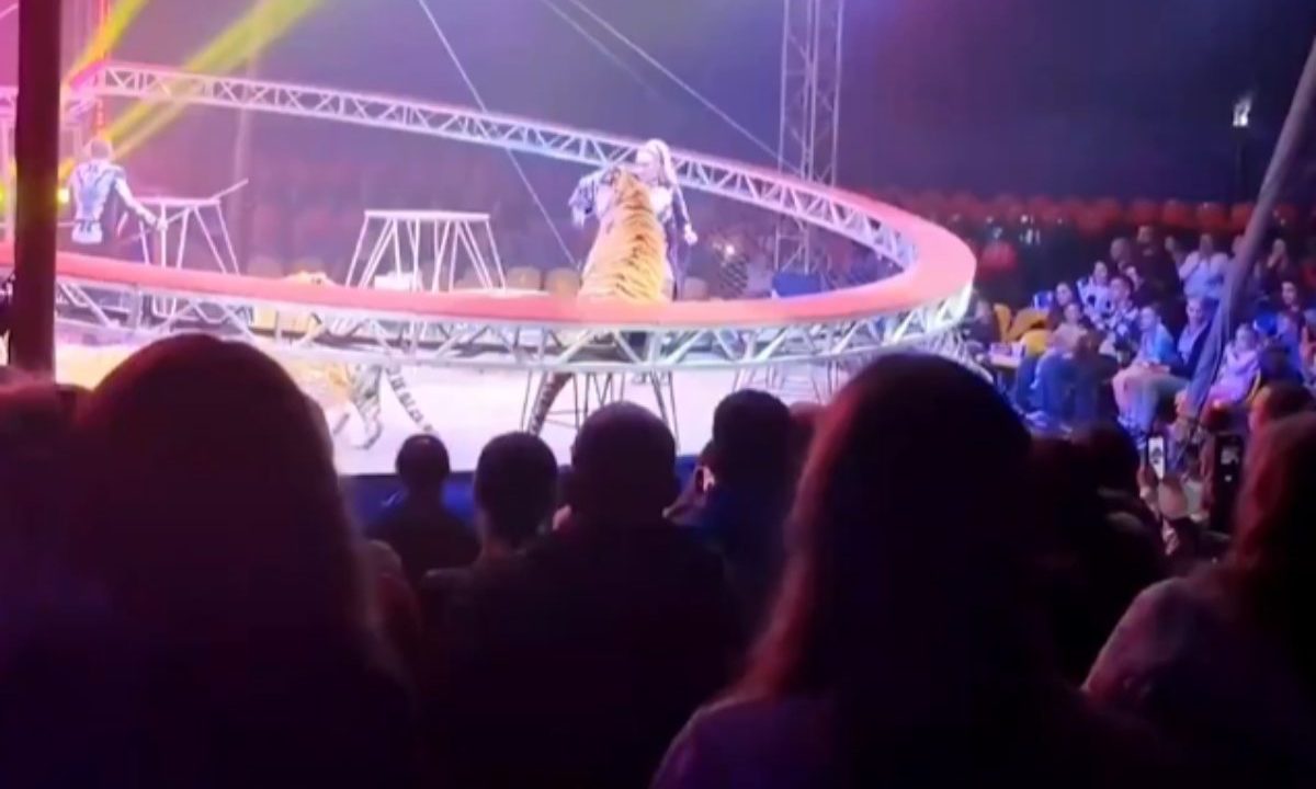 Imagem mostra tigre prestes a escapar em circo.