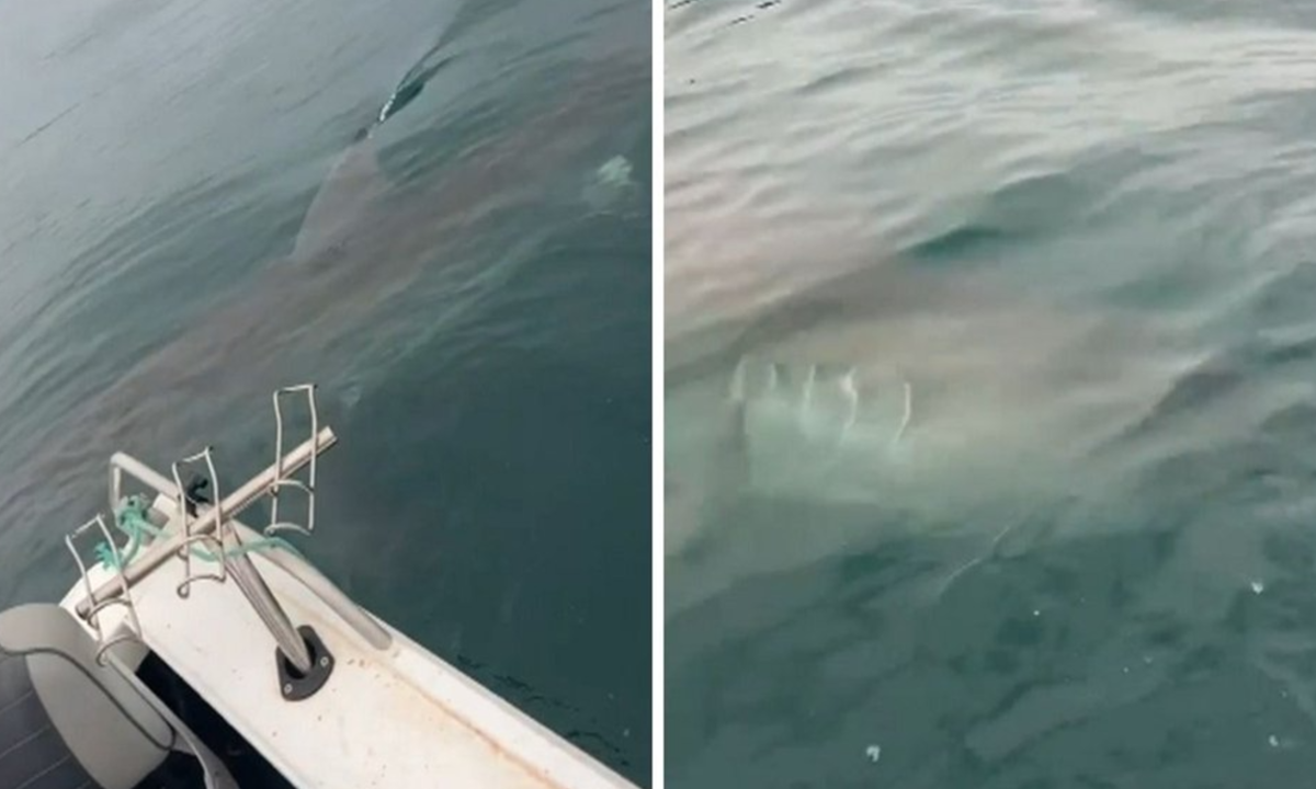 Frame de vídeo mostra momento em que tubarão-branco gigante cerca barco de pescadores no sul da Austrália e provoca momentos de tensão.