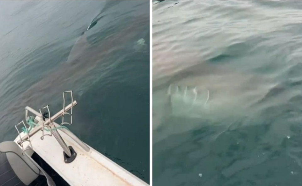 Frame de vídeo mostra momento em que tubarão-branco gigante cerca barco de pescadores no sul da Austrália e provoca momentos de tensão.