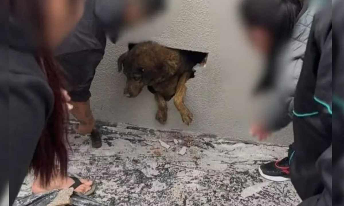 Cadela desaparecida é resgatada por moradores após ficar presa dentro de buraco em parede de concreto em obra.