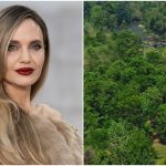 Colagem de fotos da atriz Angelina Jolie e de sua selva no Camboja.