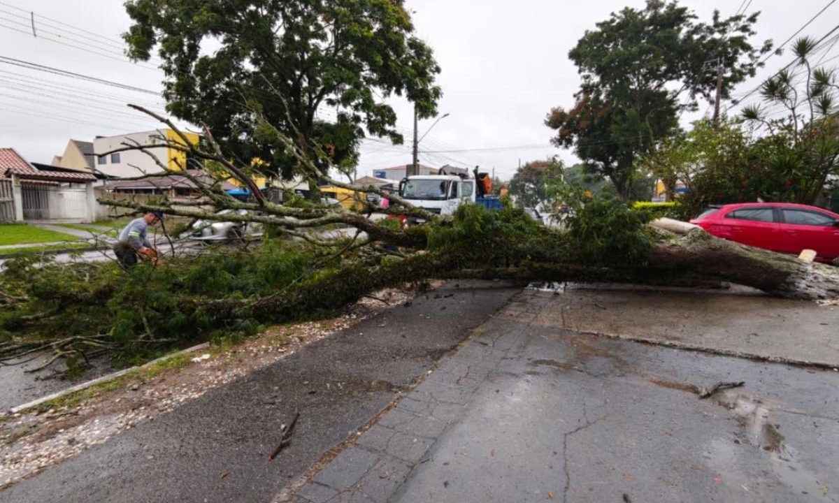 Foto da árvore que caiu durante chuva forte no bairro Fazendinha, em Curitiba