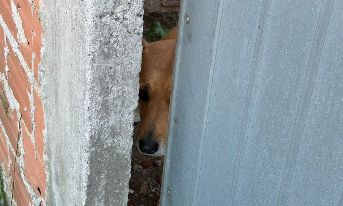 Cachorro caramelo aparece atrás de portão semiaberto em residência no bairro Santa Cândida, em Curitiba. Entregadora sofreu ataque.
