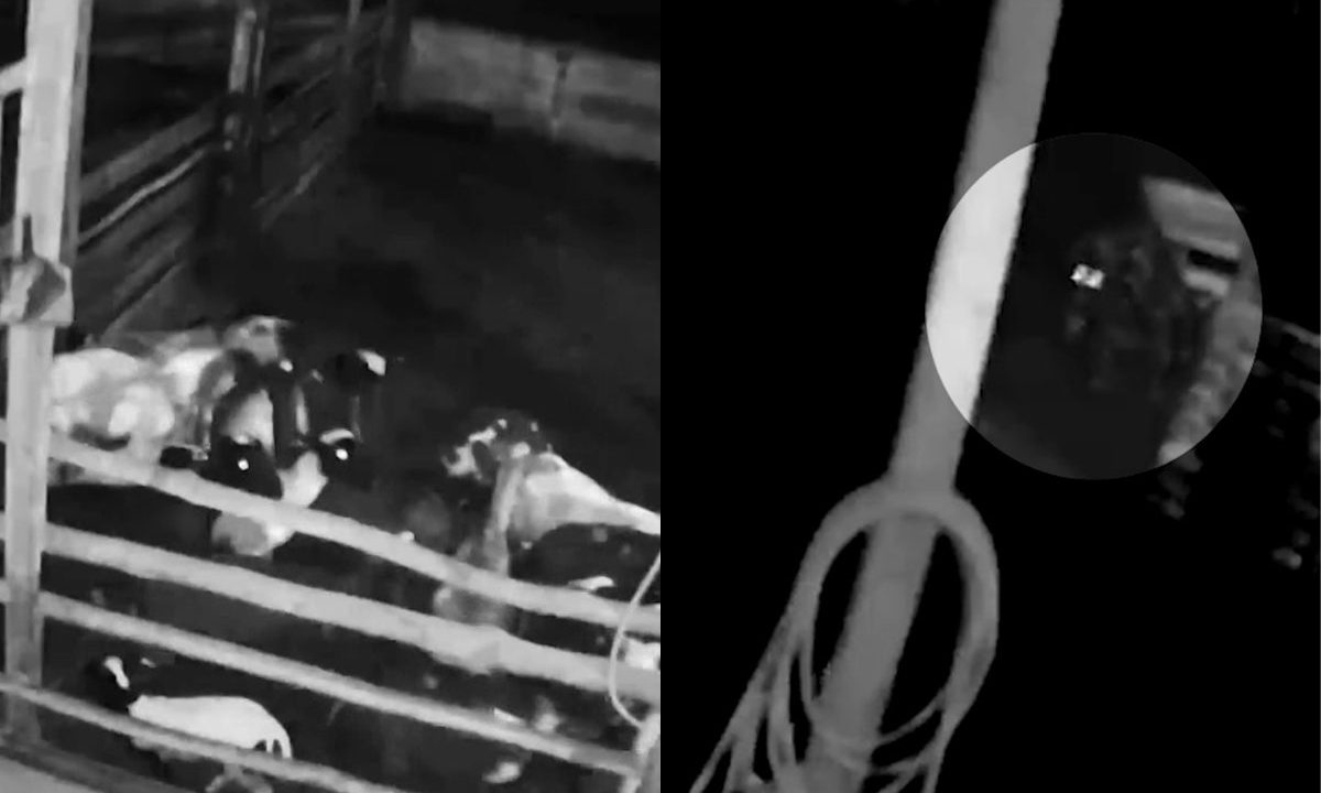 Imagem dividida ao meio mostrando capturas de uma câmera de segurança noturna. À esquerda, um rebanho de ovelhas aglomerado e agitado dentro de um cercado de madeira. À direita, um detalhe em destaque por um círculo branco mostra a silhueta escura de uma onça-parda na penumbra.