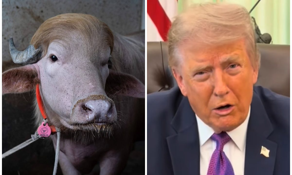 Colagem de fotos do búfalo que viralizou por se parecer com Donald Trump e imagem do presidente.