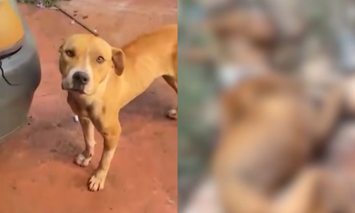Imagem mostra cachorros vítimas de maus-tratos em Toledo.