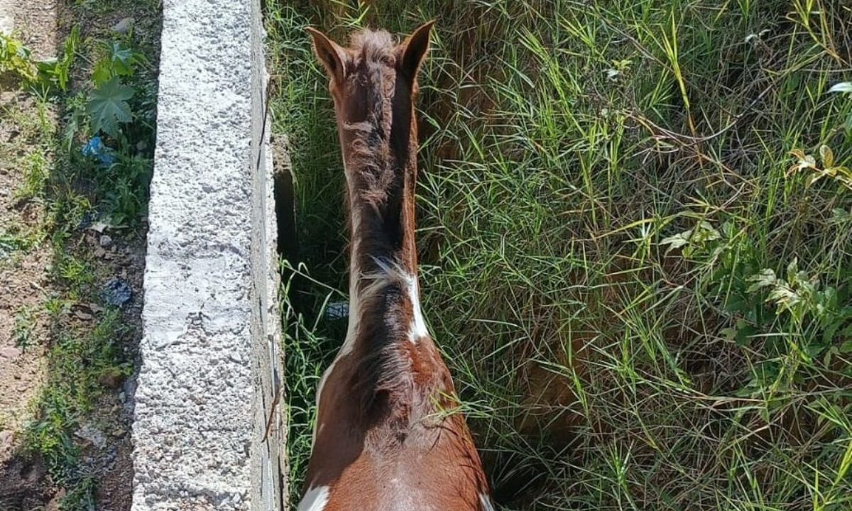 Cavalo preso em valeta ao lado de muro de contenção em Almirante Tamandaré. Resgate mobilizou bombeiros.