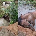 Égua resgatada na Grande Curitiba. Imagem mostra animal atolado em açude.