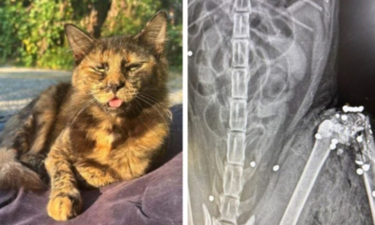 Gata morta por 27 tiros sentada e raio-x dela com os disparos