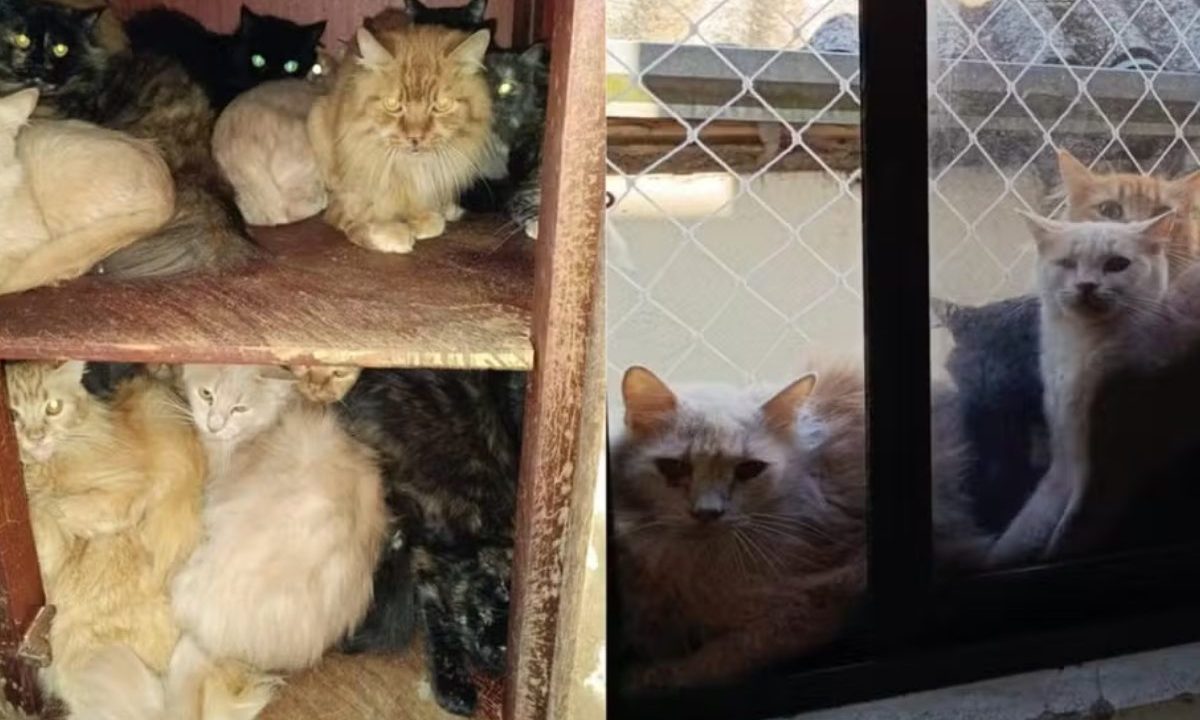 Imagem dos gatos doentes em apartamento de idosa.