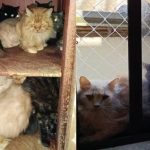 Imagem dos gatos doentes em apartamento de idosa.