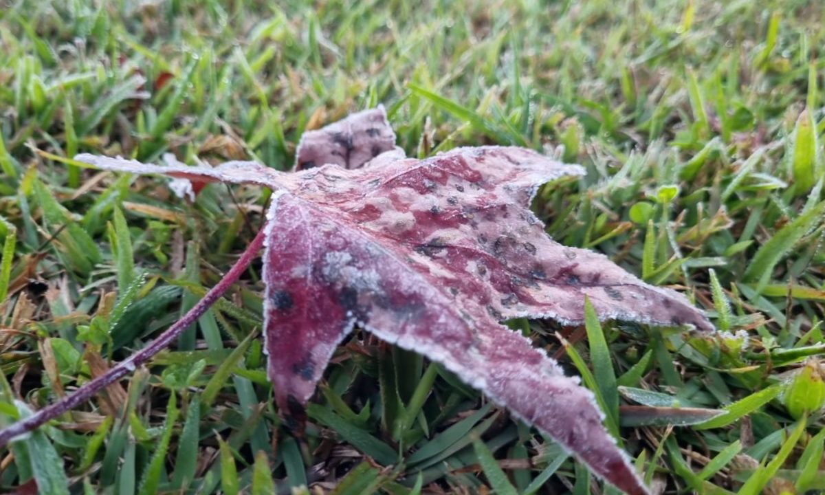 foto de uma folha com geada durante frio intenso no paraná