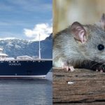 Navio onde aconteceu surto de hantavírus e foto de rato