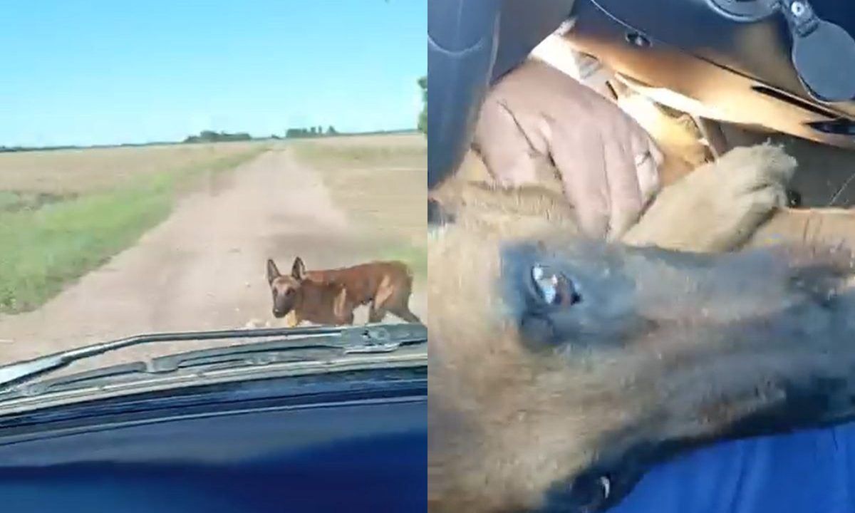 Cachorro desaparecido corre em direção ao carro do tutor durante reencontro em estrada rural na Argentina.