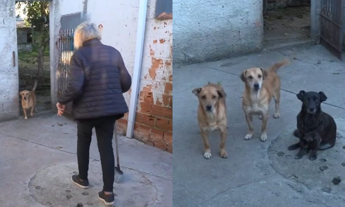 Imagem mostra idosa com câncer que busca doar os cachorros.