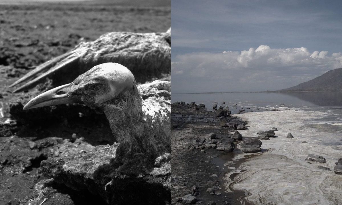 Imagem mostra lago e animais transformados em pedra.