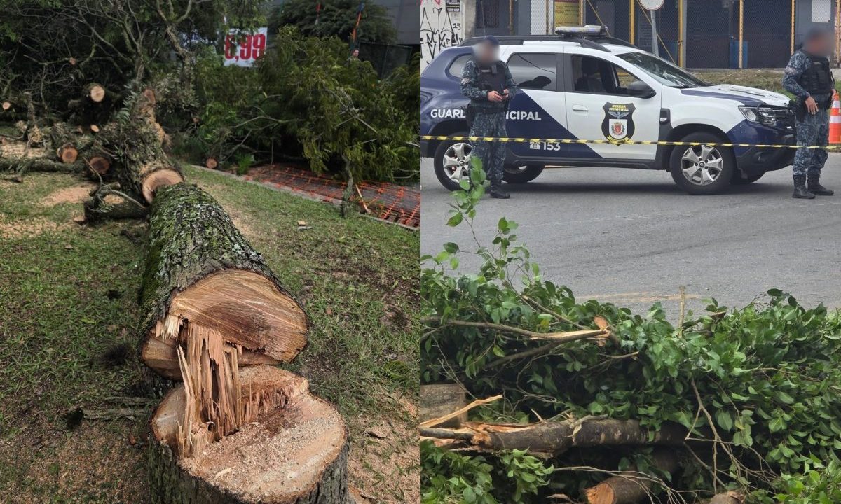 Imagem mostra derrubada de árvores na Arthur Bernardes, e protesto de moradores.