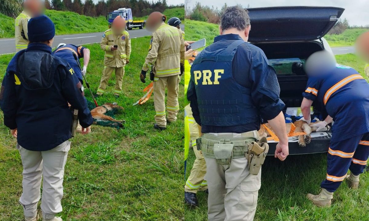 Imagem mostra tentativa de resgate de onça atropelada no BR-376.