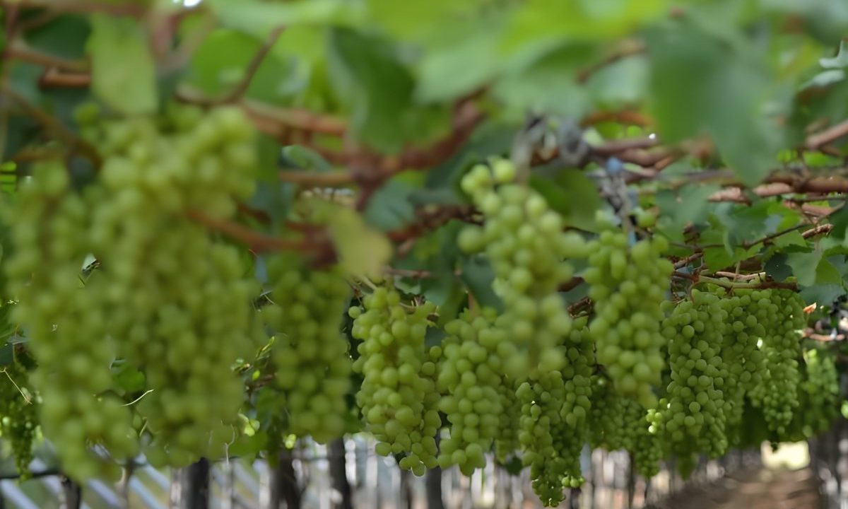 Parreiral em região de vinho tropical no Vale do São Francisco, onde a produção de uvas acontece durante quase todo o ano