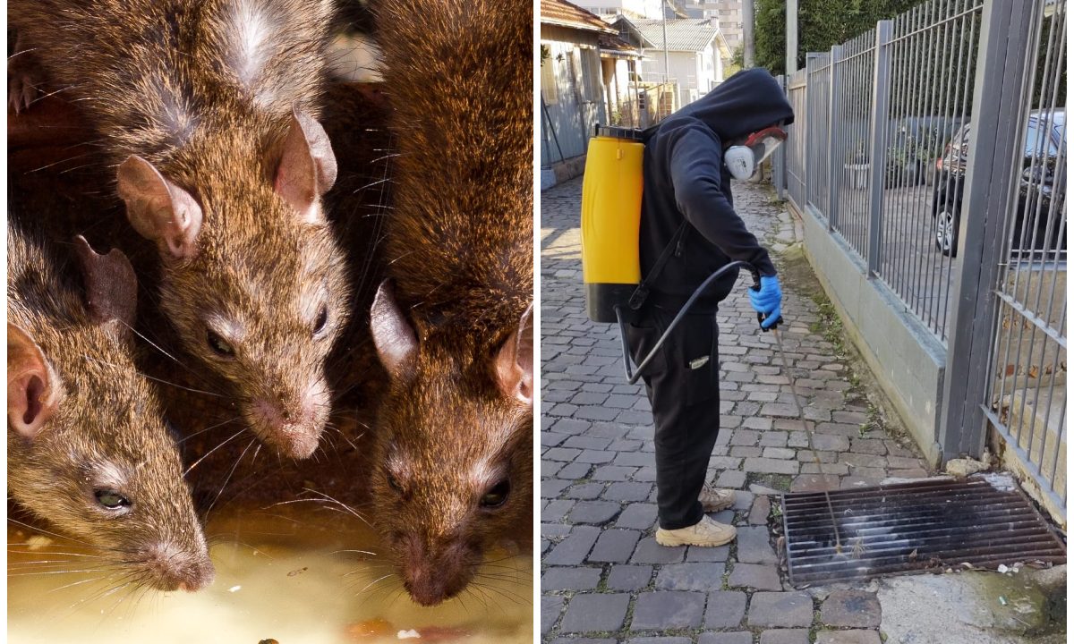 Colagem com fotos de ratos e de servidores públicos combatendo a infestação dos animais, vetores do hantavírus.