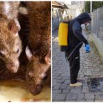 Colagem com fotos de ratos e de servidores públicos combatendo a infestação dos animais, vetores do hantavírus.