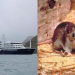 Navio de cruzeiro no mar ao lado de imagem de roedor, associado à surto do hantavírus