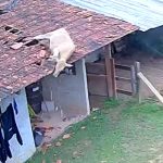 Imagem capturada por uma câmera de segurança mostra uma vaca marrom caindo do telhado colonial de uma pequena casa de campo durante a manhã. O animal aparece assustado enquanto despenca da estrutura. Ao redor da residência há um varal com roupas, cerca de arame e madeira, além de um trecho de estrada de chão.