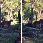 A imagem está dividida em duas cenas. Em ambas, uma onça-parda aparece em uma área coberta por vegetação durante o dia, no quintal de uma residência. Nas imagens, um dos cães se aproxima e intimida o felino, que permanece atento em meio às plantas.