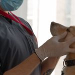 Close-up de um profissional vestindo uniforme cinza, máscara cirúrgica azul e luvas de látex brancas, examinando delicadamente os olhos e a cabeça de um cachorro caramelo, ilustrando a prática regulamentada da medicina veterinária.