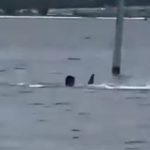 Foto do funcionário da Marinha sendo atacado por tubarão