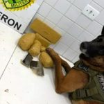 Cão Ollie posa com drogas apreendidas na rodoviária de Guaíra próxima ao brasão da Polícia da Fronteira