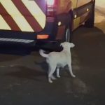 foto mostra a cachorra atrás da ambulância durante o resgate em cascavel. cachorrinha é branca.