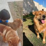 Foto mostra cachorra de criança autista desaparecida