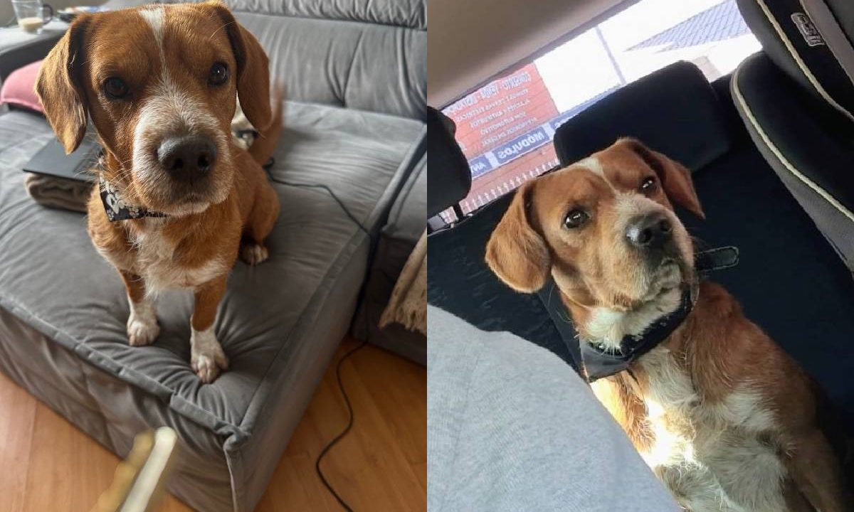 Foto mostra cachorro desaparecido no Novo Mundo