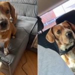Foto mostra cachorro desaparecido no Novo Mundo