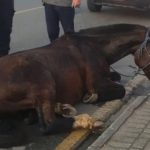 Cavalo desaba em rua de Fazenda Rio Grande após apresentar sinais de exaustão.